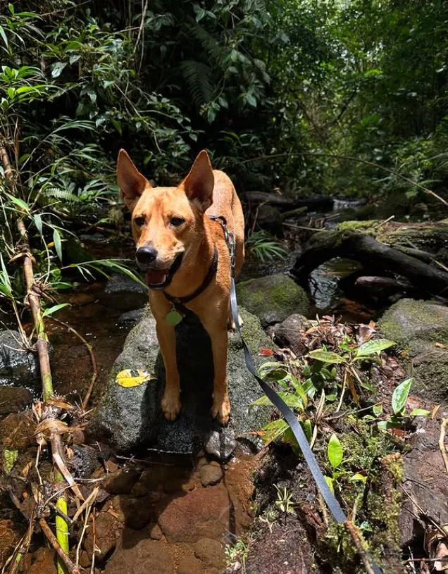 Lalo standing in a forest stream
